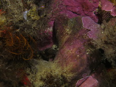 Chalaroderma ocellata