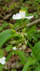 Tradescantia ozarkana