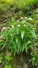 Tradescantia ozarkana