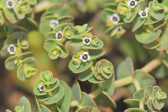 Euphorbia amplexicaulis