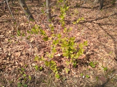 Berberis amurensis