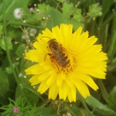 Halictus scabiosae
