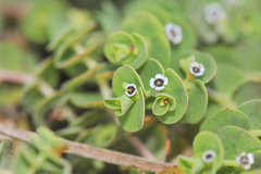Euphorbia amplexicaulis
