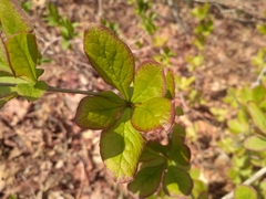 Berberis amurensis