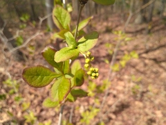 Berberis amurensis