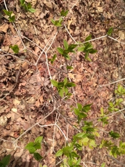Philadelphus tenuifolius