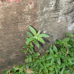 Oldenlandia corymbosa