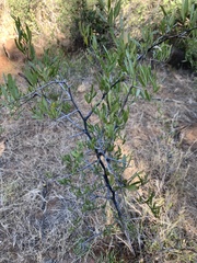 Searsia ciliata