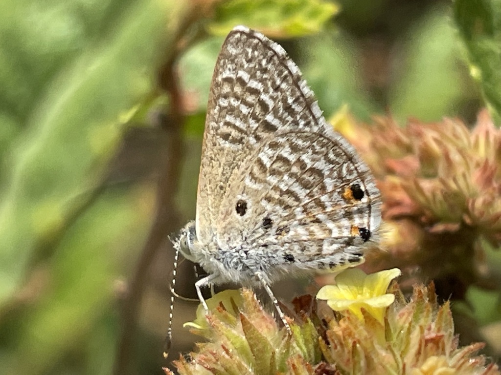 Trimen’s Hairtail