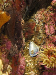 Chalaroderma ocellata