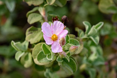 Cistus parviflorus