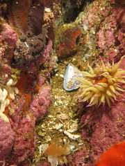 Chalaroderma ocellata
