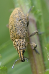 Cyphocleonus trisulcatus