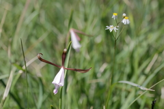 Cleistesiopsis oricamporum