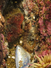Chalaroderma ocellata