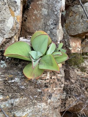 Kalanchoe paniculata