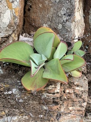 Kalanchoe paniculata