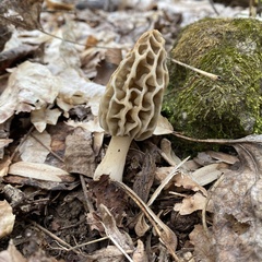 Morchella diminutiva