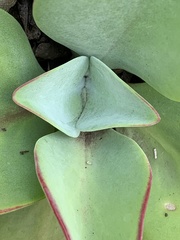 Kalanchoe paniculata