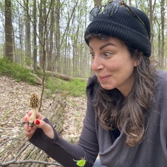 Morchella diminutiva