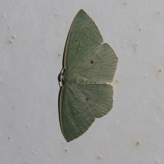 Pseudothalera carolinae