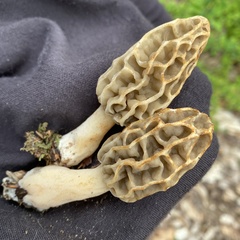 Morchella diminutiva