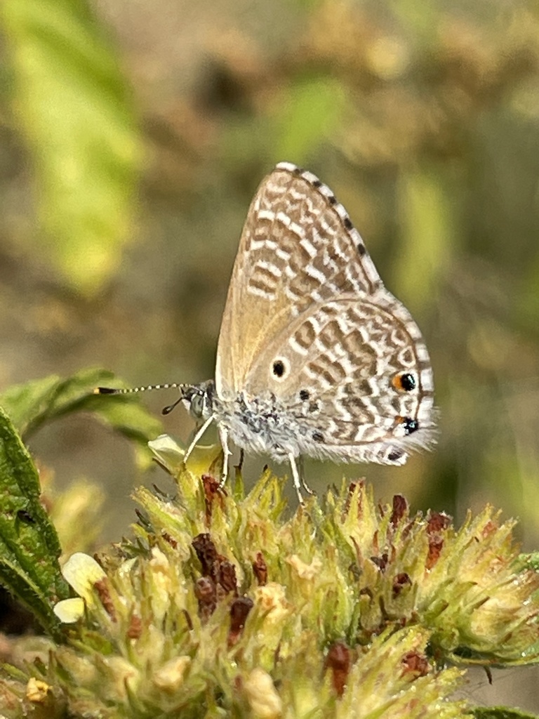 Talbot's Hairtail