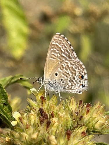 Talbot's Hairtail