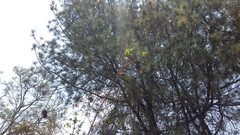 Pinus teocote