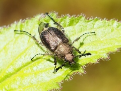 Amphicoma pectinata