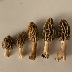 Morchella diminutiva