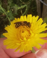 Halictus scabiosae