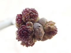 Fraxinus