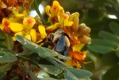 Centris flavofasciata