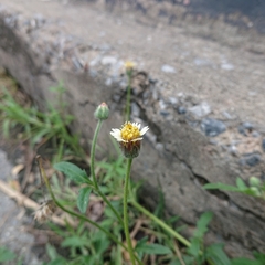 Tridax procumbens