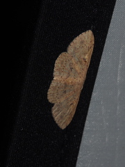 Perixera illepidaria