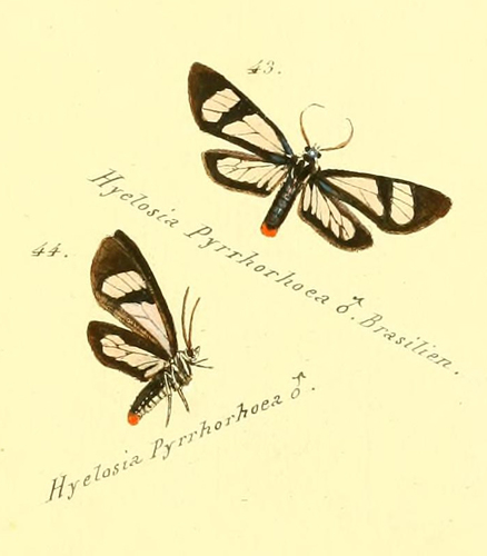 Metastatia pyrrhorhoea