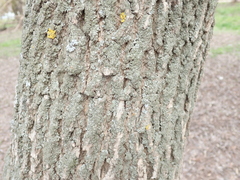 Fraxinus