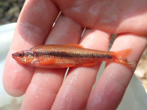 Yellowfin shiner (Notropis lutipinnis) — Cyprinidae — 3