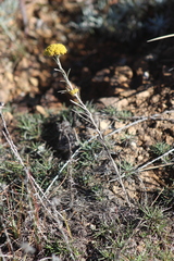 Helichrysum nanum