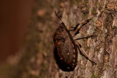 Platycoris bipunctatus