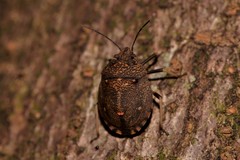 Platycoris bipunctatus