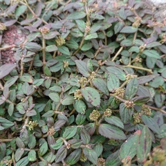 Euphorbia hirta