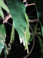 Lopaphus balteatus