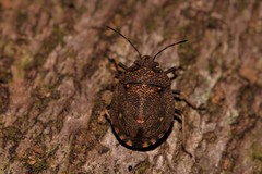 Platycoris bipunctatus