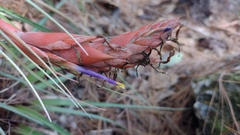 Tillandsia rotundata
