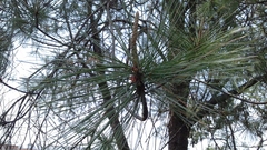 Pinus teocote