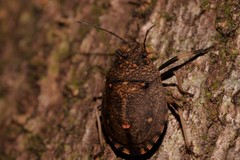Platycoris bipunctatus