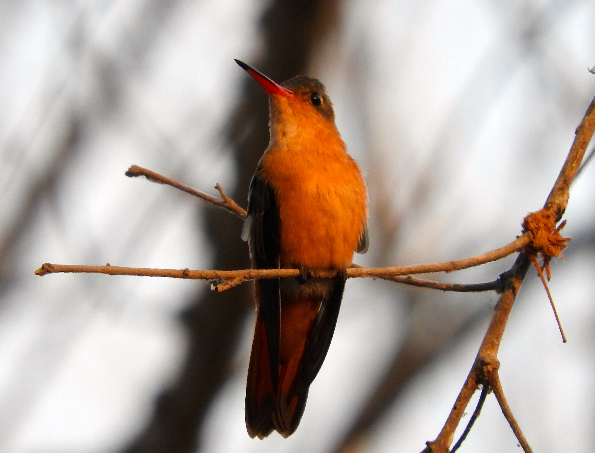 Cinnamon Hummingbird (Amazilia rutila)