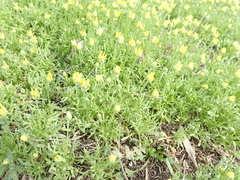 Ceratocephala testiculata